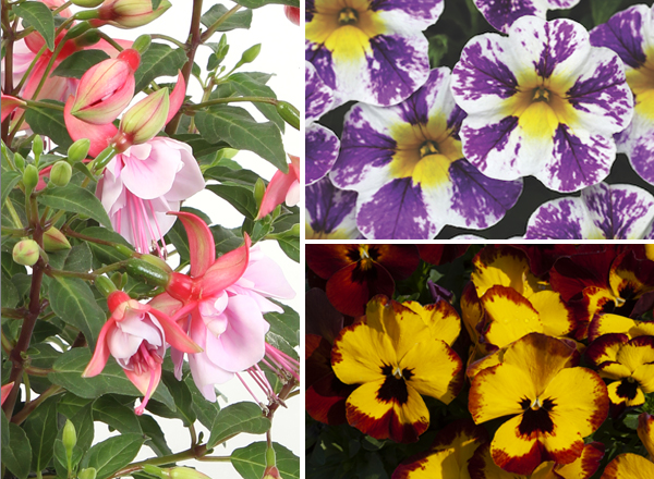Earley Bedding Summer Flowering 600x440
